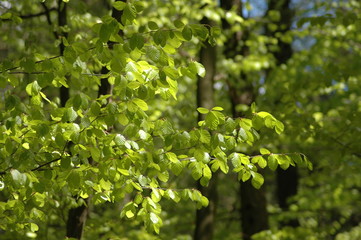 Frühling ist grün. Junge Blätter im Wald