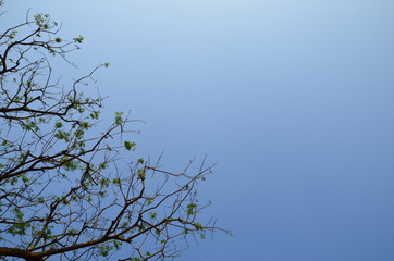 tree branches in silhouette and blue sky background