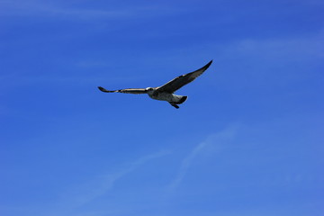 free pelican