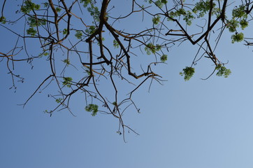 tree branches in silhouette and blue sky background