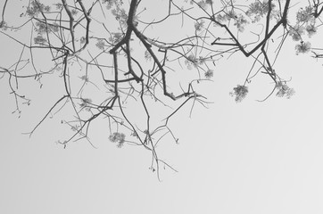 tree branches in silhouette and blue sky background