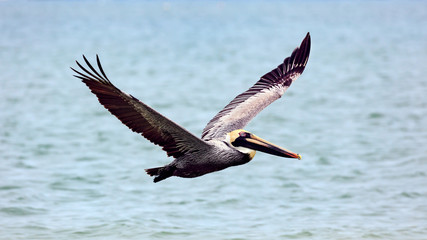 Pelican flying over water, from site, Sanibel Island, Florida, USA