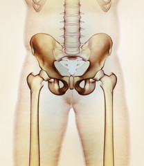 Ilium bone, hip bone or pelvis. Human anatomy, bone skeletal strucure xray. 3D illustration.