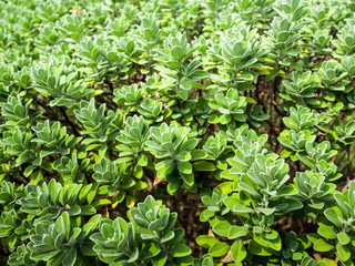 Leaves of plant as background, texture