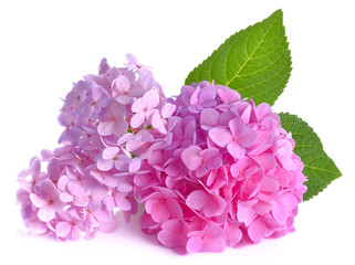 Fototapeta premium Purple flowers on a white background