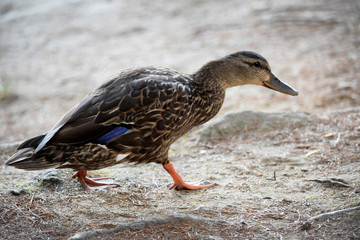 Mother Mallard