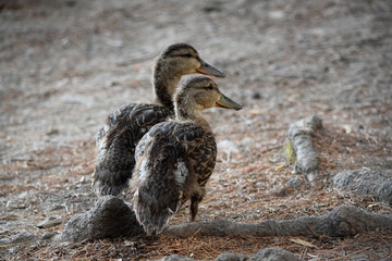Mother Mallard