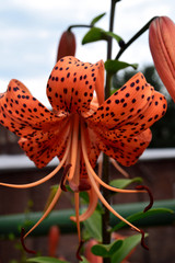 Tiger Lily