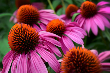 Purple Cone Flower