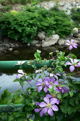 Flowers on the Bridge