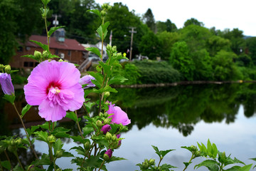 Flowers on the Bridge