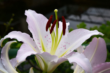 White Lily