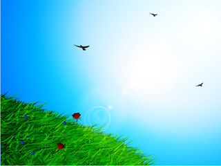 Spring sunny sky and grass background