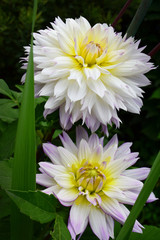 White Dahlias