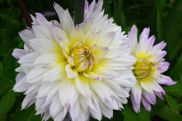 White Dahlias