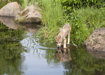 Wolf Puppy Looking at his Reflection in a Lake