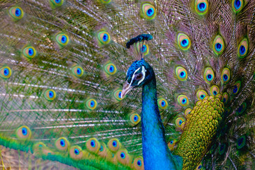 Obraz premium A beautiful male peacock with expanded feather, animal background.