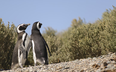 Fototapeta premium Magellan Penguin