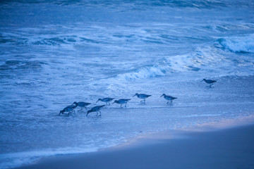 dowitchers hunt the surfline during a foggy sunset at Hendry's Beach, Santa Barbara, California