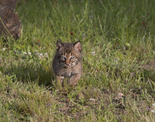 Naklejka na ściany i meble Bobcat Kitten Running Through Meadow