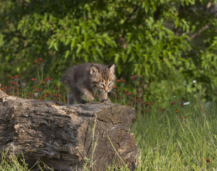 Naklejka na ściany i meble Bobcat Kitten Walking on a Log