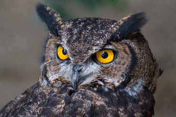 Obraz premium View Owl