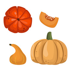 Fresh orange pumpkin vegetable isolated vector illustration.