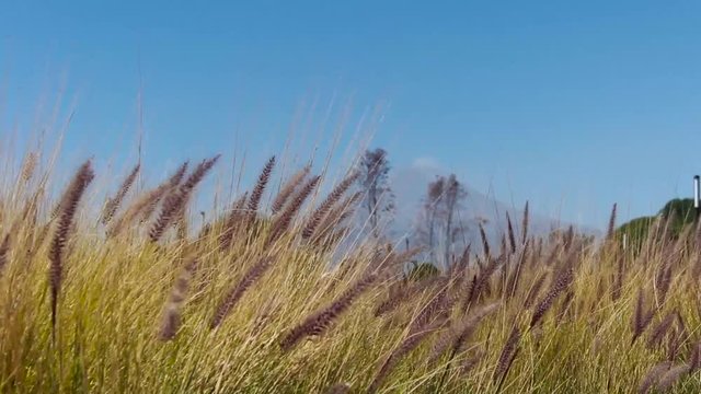 Espigas moradas contra cielo azul