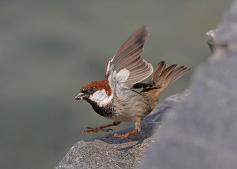 Italian Sparrow, Passer hispaniolensis italiae, hopping off an edge with open wings