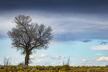 Fototapeta na wymiar Single tree in the desert with cloudy blue sky. Shallow depth of field with focus on tree.