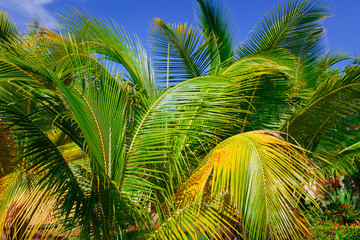 Gorgeous amazing closeup view of fluffy palm tree leafs in tropical garden against blue sky background on sunny day