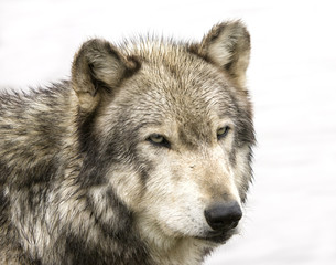 Fototapeta premium Wolf Head Shot Isolated