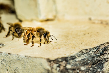 Bees at beehive