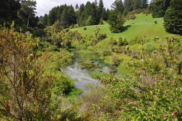 Fototapeta na wymiar Blue Spring at Waihou Walkway, New Zealand