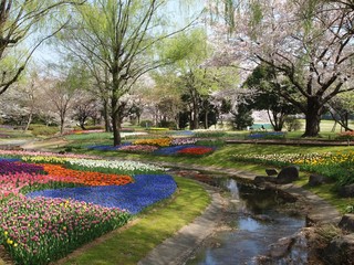 チューリップの咲く公園