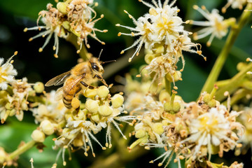 working bee collects flower nectar from longan flower