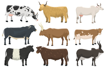 Fototapeta premium Set of bulls and cows farm animal cattle mammal nature beef agriculture and domestic rural bovine horned cartoon buffalo character vector illustration.