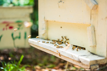 Bees at beehive