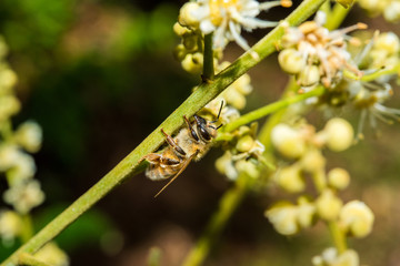 working bee collects flower nectar from longan flower
