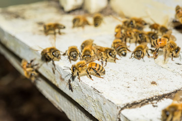 Bees at beehive