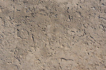 Shells Imprinted in Cement