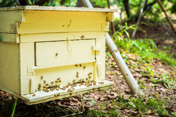 Bees at beehive