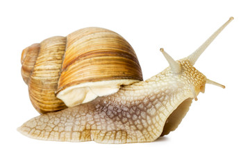 Garden snail isolated on white.