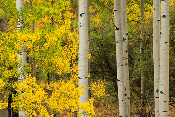 Aspen Trees in Early Fall, Golden Gate Canyon State Park, Colorado