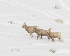 Obraz na płótnie Canvas Three Bighorn sheep treking in the snow