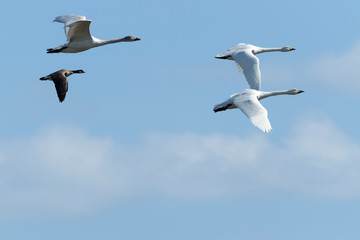 Fototapeta na wymiar 飛ぶ白鳥とシジュウカラガン