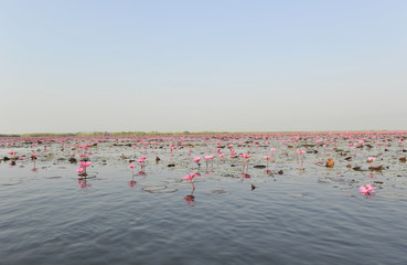 Fototapeta premium RedLotusSea Nong Han Kumphawapi udonthani Northeast in thailand
