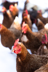 Chickens in the Snow