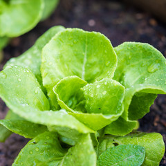 Fresh green lettuce on the field