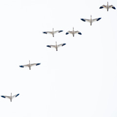 Snow Geese in Flight